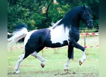 Barock Pinto, Jument, 1 Année, 166 cm, Pinto