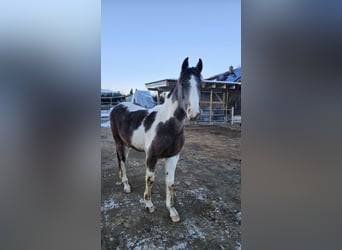 Barock Pinto Croisé, Jument, 2 Ans, 165 cm, Pinto