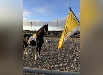 Barock Pinto, Jument, 3 Ans, 162 cm, Tobiano-toutes couleurs