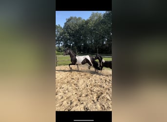 Barock Pinto, Jument, 3 Ans, 163 cm, Pinto