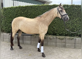 Barock Pinto, Jument, 4 Ans, 160 cm, Champagne