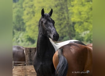 Barock Pinto, Jument, 4 Ans, 170 cm