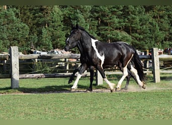 Barock Pinto, Jument, 4 Ans, 177 cm, Tobiano-toutes couleurs