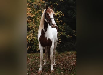 Barock Pinto, Jument, 5 Ans, 158 cm, Pinto