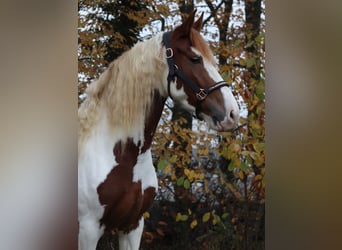 Barock Pinto, Jument, 5 Ans, 158 cm, Pinto