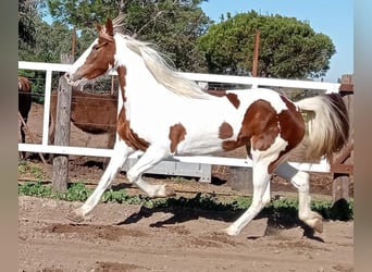 Barock Pinto, Jument, 5 Ans, 159 cm, Pinto
