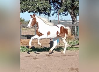 Barock Pinto, Jument, 5 Ans, 159 cm, Pinto