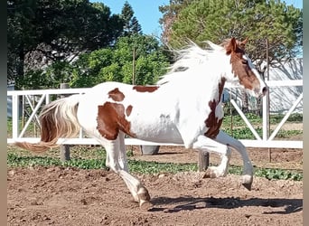 Barock Pinto, Jument, 5 Ans, 159 cm, Pinto