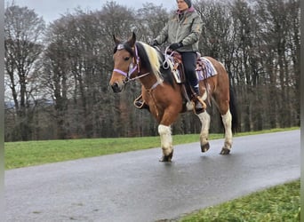 Barock Pinto Croisé, Jument, 6 Ans, 142 cm, Pinto