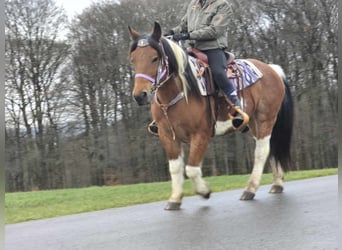 Barock Pinto Croisé, Jument, 6 Ans, 142 cm, Pinto