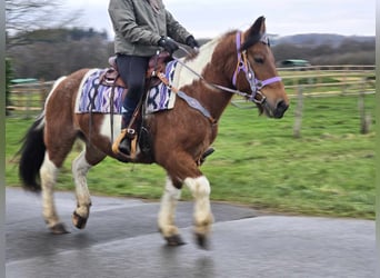 Barock Pinto Croisé, Jument, 6 Ans, 142 cm, Pinto