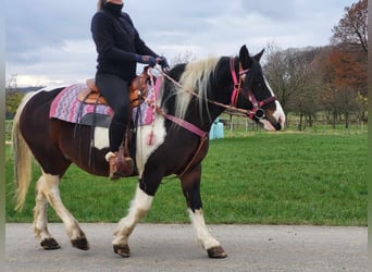 Barock Pinto, Jument, 6 Ans, 148 cm, Pinto