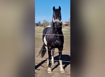 Barock Pinto, Jument, 6 Ans, 154 cm, Pinto