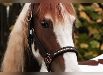 Barock Pinto, Jument, 6 Ans, 158 cm, Pinto