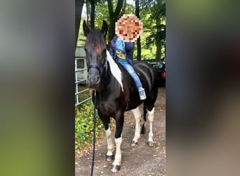 Barock Pinto Croisé, Jument, 6 Ans, 158 cm, Pinto