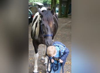 Barock Pinto Croisé, Jument, 6 Ans, 158 cm, Pinto