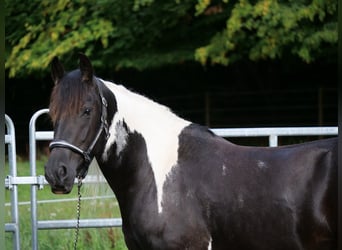 Barock Pinto Croisé, Jument, 6 Ans, 158 cm, Pinto