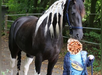 Barock Pinto Croisé, Jument, 6 Ans, 158 cm, Pinto