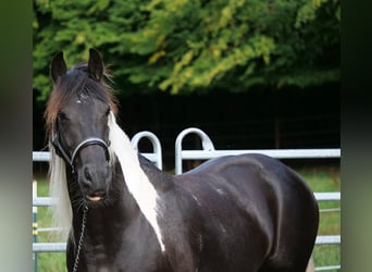 Barock Pinto Croisé, Jument, 6 Ans, 158 cm, Pinto