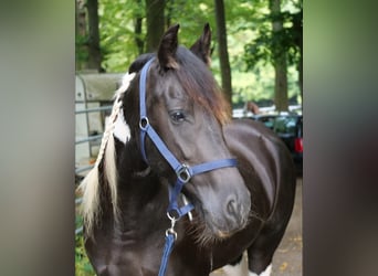 Barock Pinto Croisé, Jument, 6 Ans, 158 cm, Pinto