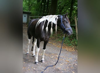Barock Pinto Croisé, Jument, 6 Ans, 158 cm, Pinto
