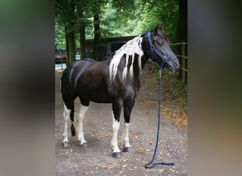 Barock Pinto Croisé, Jument, 6 Ans, 158 cm, Pinto