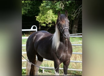 Barock Pinto Croisé, Jument, 6 Ans, 158 cm, Pinto