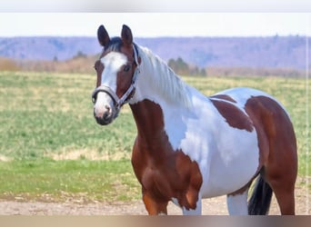 Barock Pinto, Jument, 6 Ans, 161 cm, Pinto