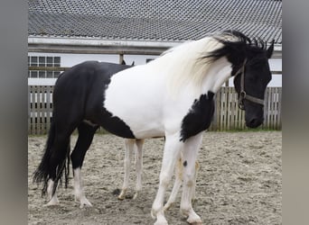 Barock Pinto, Jument, 7 Ans, 166 cm, Pinto