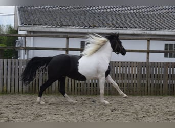 Barock Pinto, Jument, 7 Ans, 166 cm, Pinto