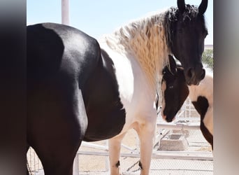 Barock Pinto, Jument, 7 Ans, 166 cm, Pinto
