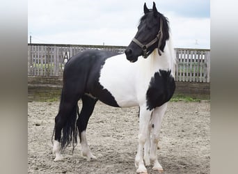 Barock Pinto, Jument, 7 Ans, 166 cm, Pinto