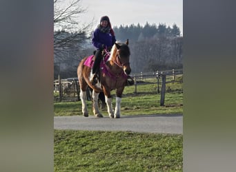 Barock Pinto, Jument, 8 Ans, 143 cm, Pinto