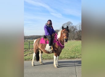 Barock Pinto, Jument, 8 Ans, 143 cm, Pinto