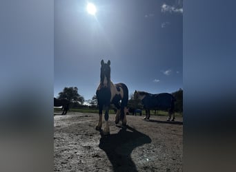 Barock Pinto Croisé, Jument, 8 Ans, 148 cm, Pinto