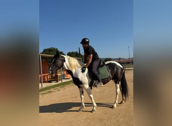 Barock Pinto, Jument, 9 Ans, 155 cm, Pinto