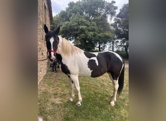 Barock Pinto, Jument, 9 Ans, 155 cm, Pinto
