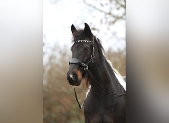 Barock Pinto, Jument, 9 Ans, 163 cm, Pinto