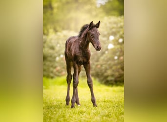 Barock Pinto, Jument, , 165 cm, Noir