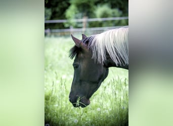 Barock Pinto, Merrie, 10 Jaar, 155 cm, Gevlekt-paard