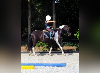 Barock Pinto, Merrie, 10 Jaar, 155 cm, Gevlekt-paard