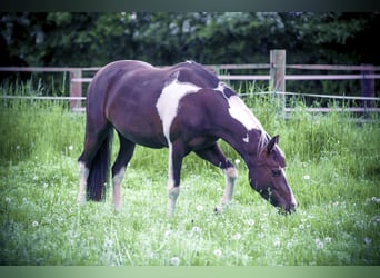 Barock Pinto, Merrie, 10 Jaar, 155 cm, Gevlekt-paard