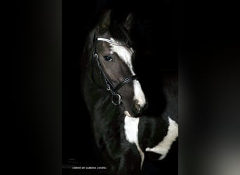 Barock Pinto, Merrie, 10 Jaar, 155 cm, Gevlekt-paard