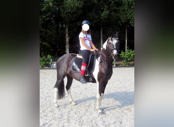 Barock Pinto, Merrie, 10 Jaar, 155 cm, Gevlekt-paard
