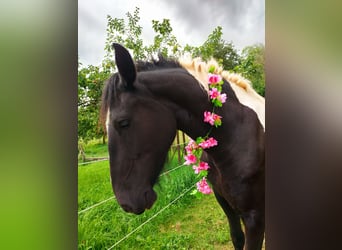 Barock Pinto, Merrie, 10 Jaar, 160 cm, Gevlekt-paard