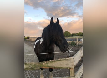 Barock Pinto, Merrie, 10 Jaar, 168 cm, Gevlekt-paard