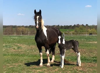 Barock Pinto, Merrie, 10 Jaar, Gevlekt-paard