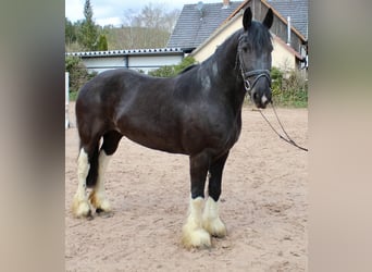 Barock Pinto, Merrie, 11 Jaar, 164 cm, Gevlekt-paard