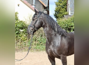 Barock Pinto, Merrie, 11 Jaar, 164 cm, Gevlekt-paard