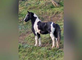 Barock Pinto, Merrie, 11 Jaar, 164 cm, Gevlekt-paard